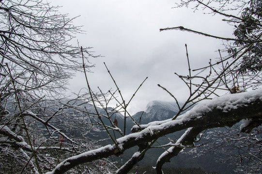 瓦屋山原始森林