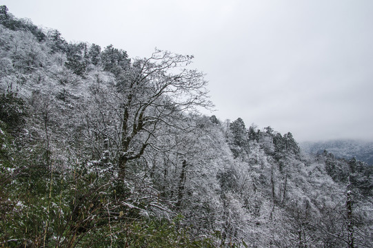 瓦屋山 原始森林
