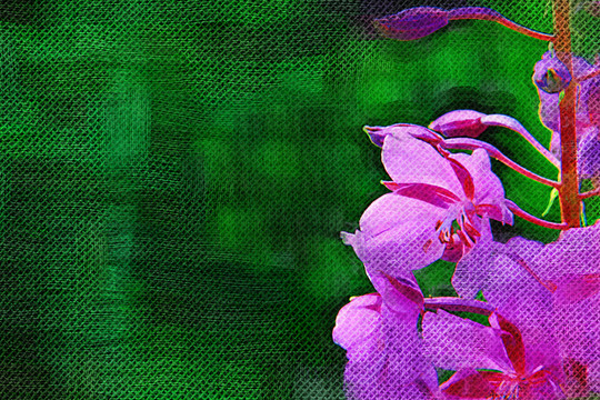 裝飾畫（野花）