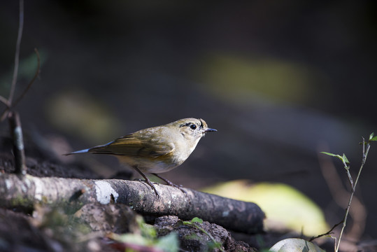 橙胸姬鹟 鳥