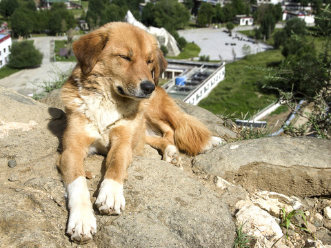 狗