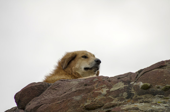 狗