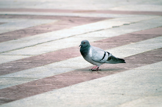 鴿子 The dove
