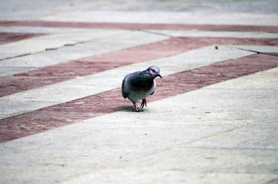 鴿子 The dove