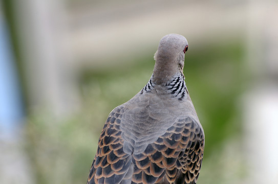 鴿子 The dove