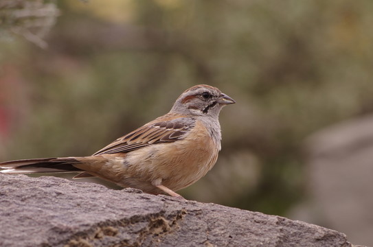 鳥 The bird