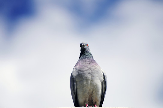 鴿子 The dove