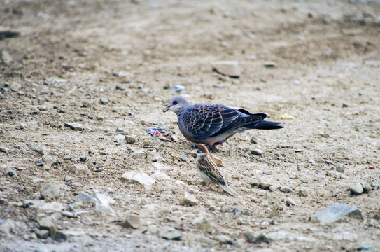 鴿子 The dove