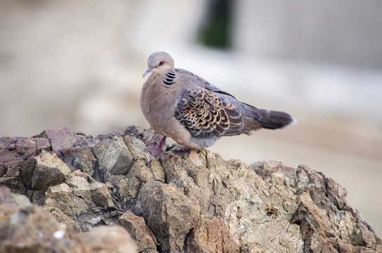 鴿子 The dove
