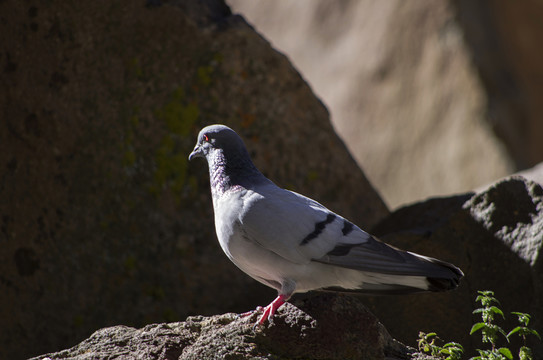 鴿子 The dove
