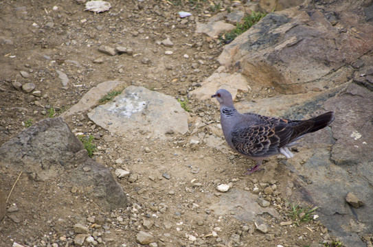 鴿子 The dove