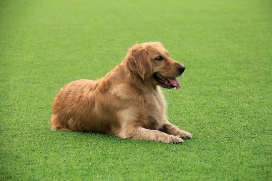 金毛犬