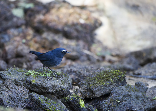藍(lán)短翅鶇 鳥