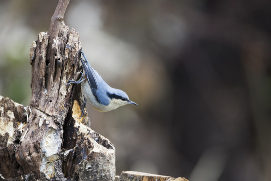 一只栗臀鳾 鳥(niǎo)