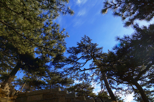 泰山松
