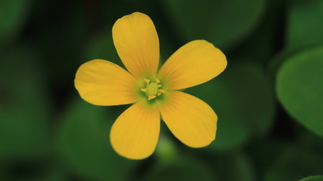 一朵黃花