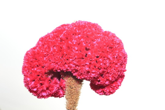 紅色的雞冠花