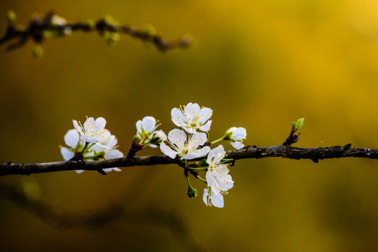 一串李花