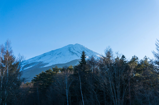 日本富士山森林景觀