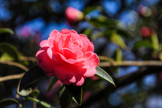 茶花