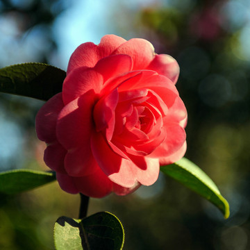 茶花