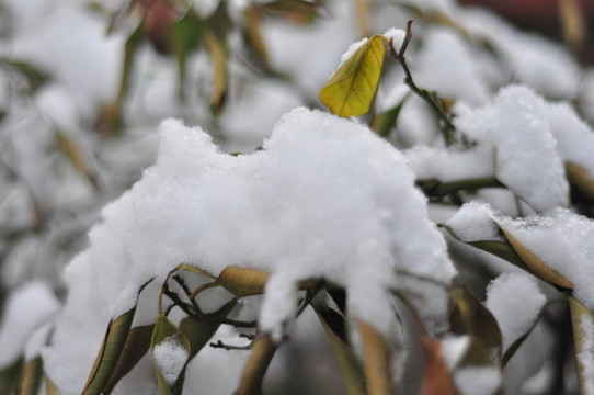 樹葉飄雪