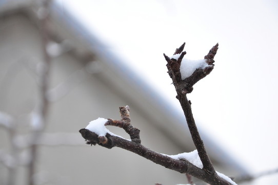 樹枝飄雪