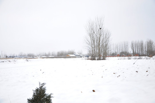 雪村
