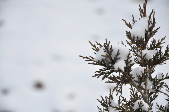 植被掛雪