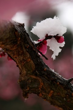 梅花