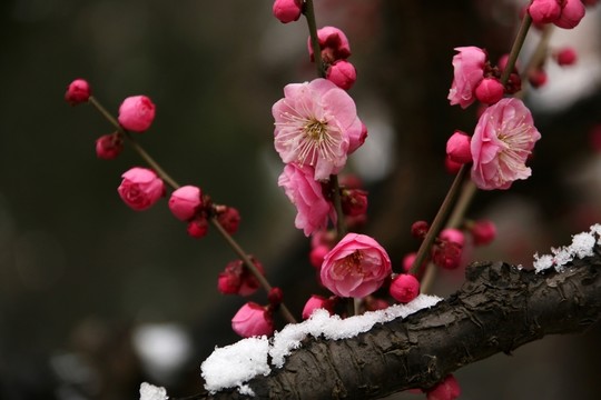 梅花