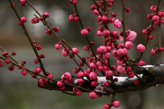 梅花