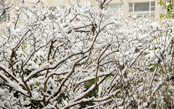 園林雪景
