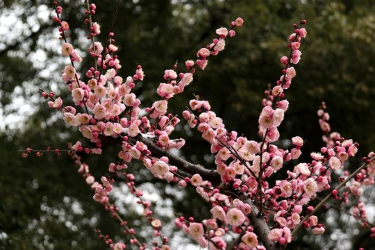 梅花