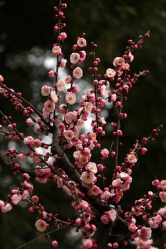 梅花