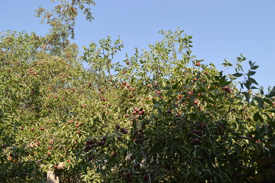 院子里的紅棗樹(shù)