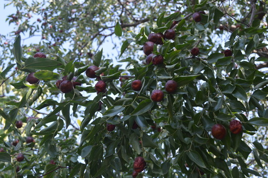 枝頭又大又甜的紅棗
