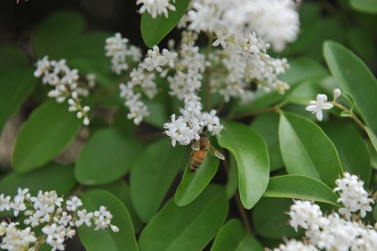 白花