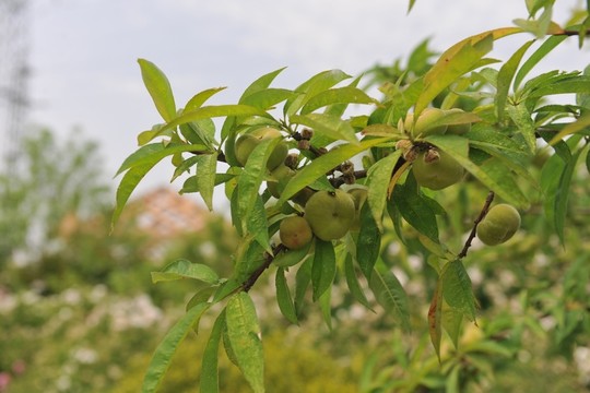 桃樹(shù)
