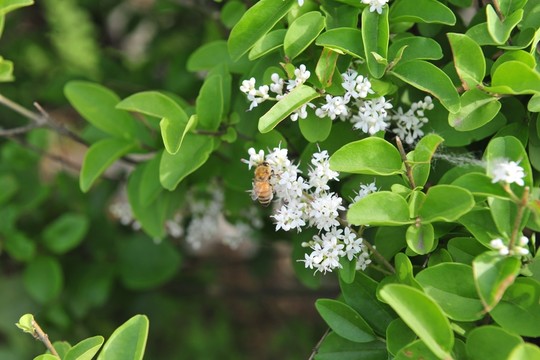 白花
