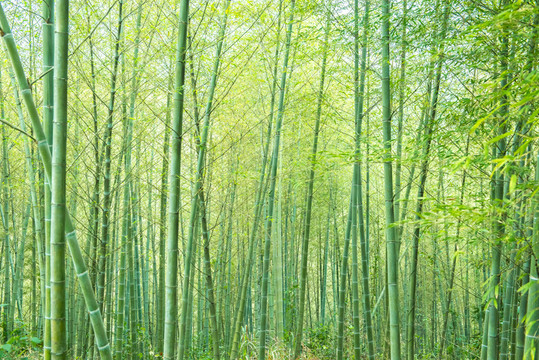溪頭村竹林