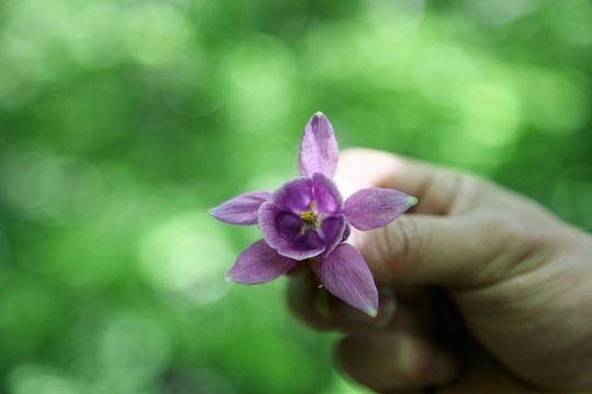 手中的華北耬斗菜花朵