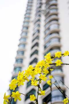 住宅建筑 花卉