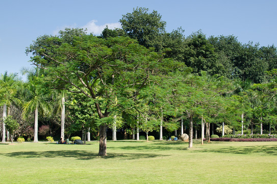 西雙版納 熱帶植物園