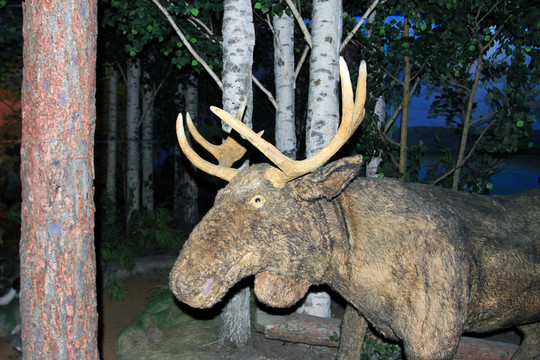 駝鹿標(biāo)本