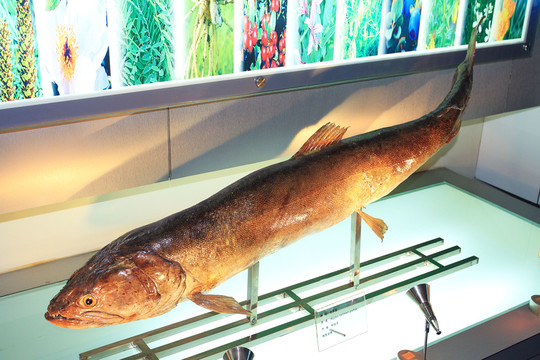 野生哲羅魚標(biāo)本