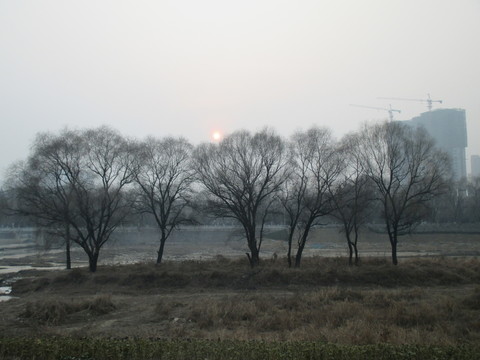 柳樹林
