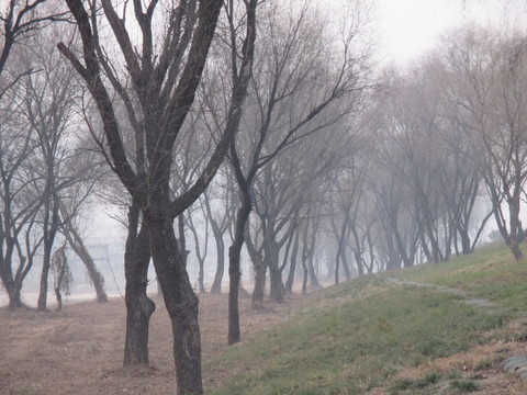 柳樹林