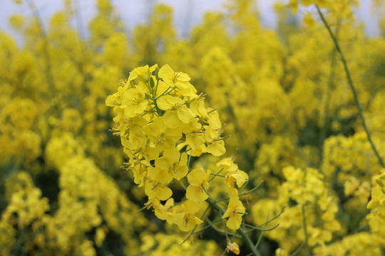 油菜花開(kāi) 油菜花特寫(xiě) 油菜