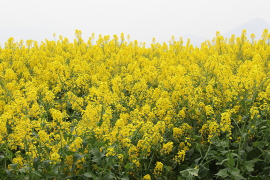 油菜花開 油菜花特寫 油菜